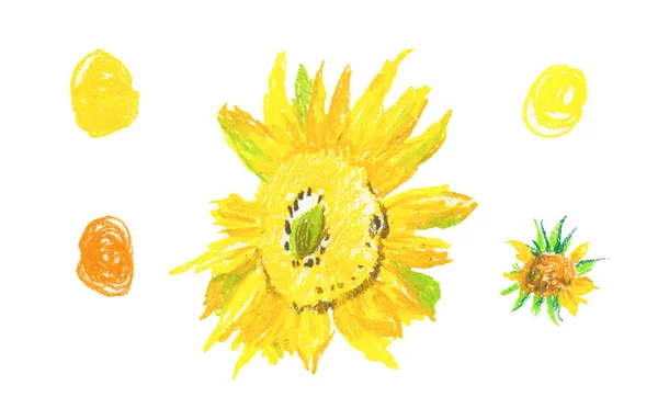 Sada Žlutých Slunečnic Voskových Pastelkách Bílém Izolovaném Pozadí Podzimní Botanické — Stock fotografie