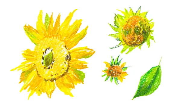 Set Yellow Sunflowers Wax Crayons White Isolated Background Autumn Botanical — Stock Photo, Image