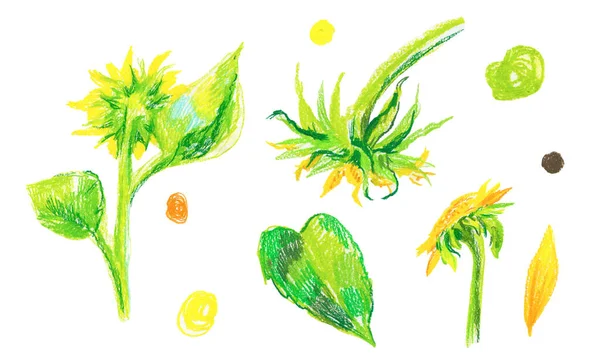 Set Yellow Sunflowers Wax Crayons White Isolated Background Autumn Botanical — Stock Photo, Image