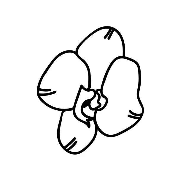 Vektorová Ilustrace Orchideje Valentýna Černou Čárou Izolovaném Pozadí Jednoduchý Jednoduchý — Stockový vektor