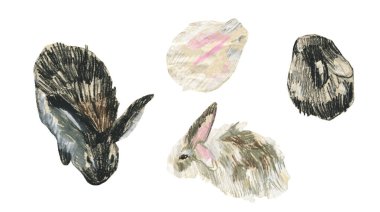 2023 yılında beyaz izole edilmiş arkaplan üzerinde tavşan sembollü balmumu çizimler. Çocuk stilinde yağlı boya boya boya ile boyanmış hayvan koleksiyonu. Paketler, çıkartmalar, kartlar için tasarımlar..