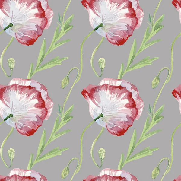 Gri arka planda gelincikler olan dikişsiz suluboya deseni. Yaz, vahşi, botanik, çiçekli el resimleri. Albüm, ambalaj, ambalaj kağıdı, sosyal medya, tekstil, kumaş tasarımları..