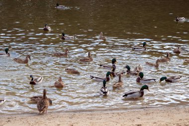 Vahşi ördekler şehir havuzunda yüzerler..