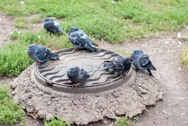 Pigeons Street Sit Feed — Stock Photo, Image