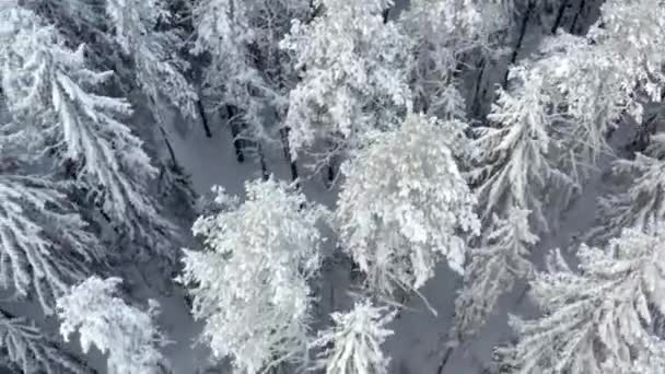 Aerial view of white car driving in snow forest road. — Stockvideo