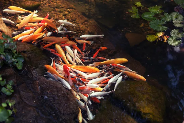 Carpa cinese in acqua limpida con foglie di ninfee — Foto Stock