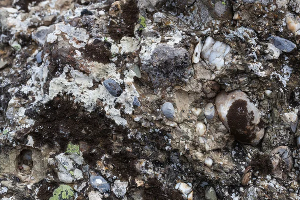 Naturfarbenes Muster auf einem einzigen Stein mit Moos und Pilz — Stockfoto