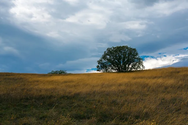 Lonely tree in a yellow grass — Stock Photo, Image