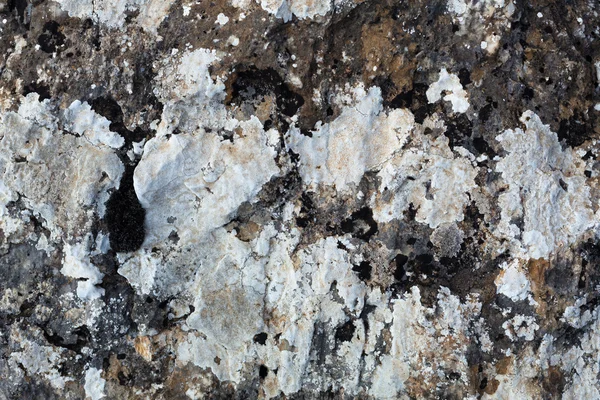 Motif coloré naturel sur une seule pierre avec mousse et champignon w — Photo