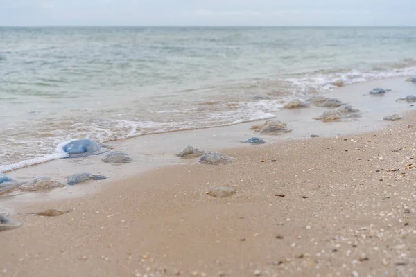 Molte Meduse Morte Sulla Spiaggia Mare Cornerot Acque Poco Profonde — Foto Stock