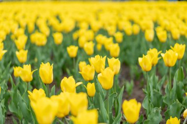 Sarı çiçekler arka planda Bahar mevsimi çiçekleri Seçici odak