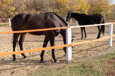 İki at ayakta çitle çevrili sonbahar mevsimi