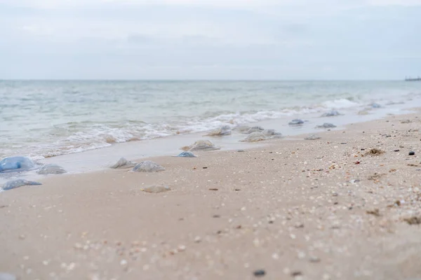 Molte Meduse Morte Sulla Spiaggia Mare Cornerot Acque Poco Profonde — Foto Stock