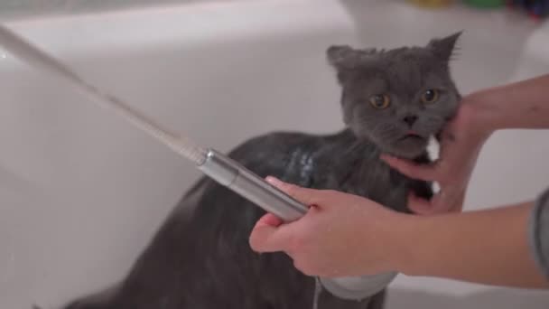 Женщина вручную моет кошку в ванной комнате, используя душ дома — стоковое видео