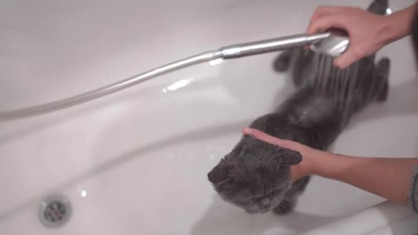 Femeia spală pisica de companie în baie folosind duș acasă — Videoclip de stoc