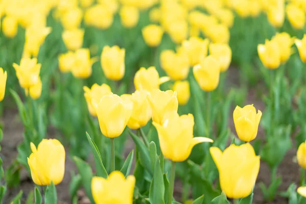 Gele Bloemen Achtergrond Outdoor Voorjaarsseizoen Bloemen Selectieve Focus — Stockfoto