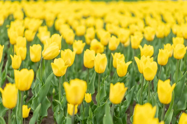 Yellow Flowers Background Outdoor Spring Season Flowers Selective Focus — Stock Photo, Image