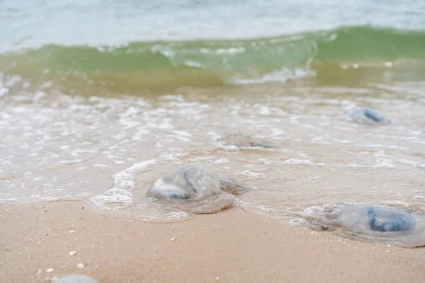 Molte Meduse Morte Sulla Spiaggia Mare Cornerot Acque Poco Profonde — Foto Stock