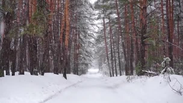 Sníh v zimním borovicovém lese. Sníh padá zpomaleně. Krásná zimní klidná krajina. — Stock video