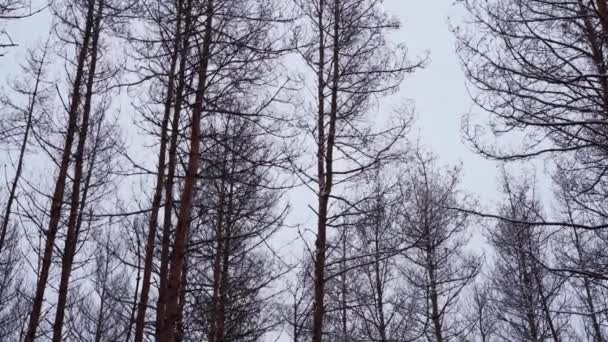 Chute de neige dans la forêt de pins d'hiver. La neige tombe au ralenti. Beau paysage tranquille d'hiver. — Video