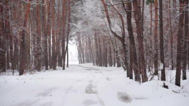 Kışın çam ormanında kar yağışı. Ağır çekimde kar yağıyor. Güzel, sakin kış manzarası. 