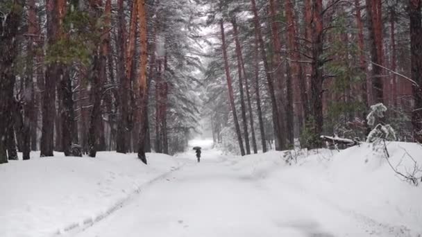 Floresta de neve no pinhal de inverno. Neve a cair em câmara lenta. Belo inverno paisagem tranquila. — Vídeo de Stock