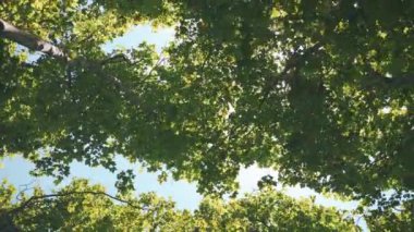 Güneş ışınları ve ağaçtaki taze yeşil yapraklar ormandaki taçlar, alçak açı güneşli yaz günü