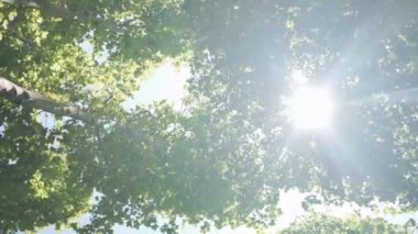 Güneş ışınları ve ağaçtaki taze yeşil yapraklar ormandaki taçlar, alçak açı güneşli yaz günü