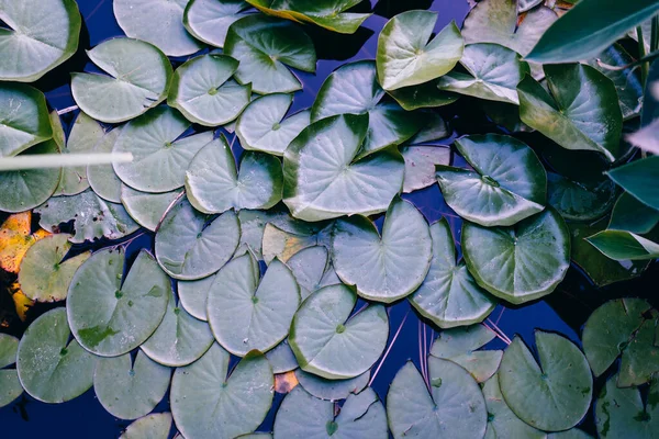 Water Lily Leaf Water Surface Background Dark Toned Photo — Stock Photo, Image