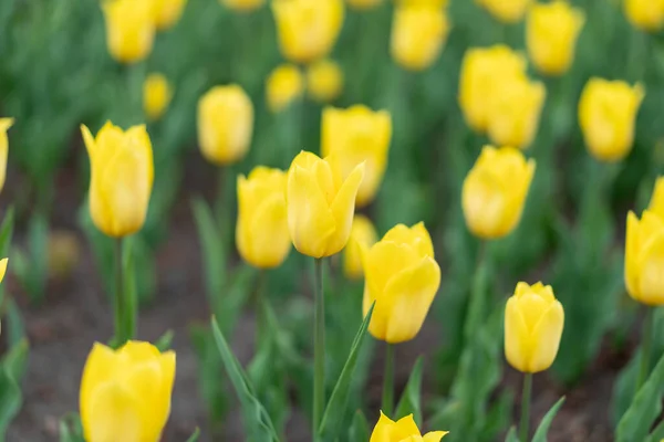 Цветы Желтого Цвета Открытым Небом — стоковое фото