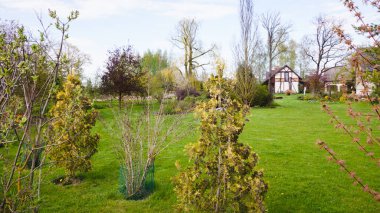 Baharda dekoratif bahçe. Geniş yeşil çimenler, süslü çalılar, yapraksız büyük ağaçlar..