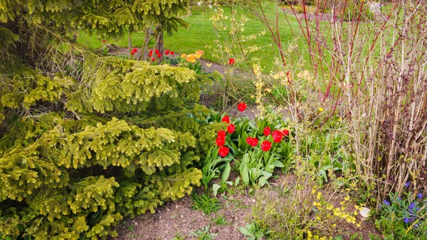 Piros Tulipán Virágágyban Fehér Lucfenyő Ágak Díszcserjék Mellett — Stock Fotó