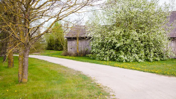 Stor Blommande Fågel Körsbärsträd Nära Gammal Trälada Landsbygden Längs Vägen — Stockfoto