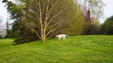 Baharda dekoratif bahçe. Önde bir ceviz ağacı ve bir Labrador köpeği. Ağaçlar yaprakları açar..