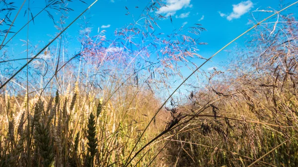 Abstract Image View Grass Stalks Crops Blue Sky Selected Focus — Stock Photo, Image