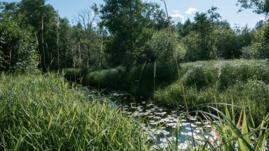 Doğada su otları olan küçük bir nehir; kıyılar çimenler, sazlıklar, ağaçlar ve çalılarla kaplıdır; el değmemiş doğa