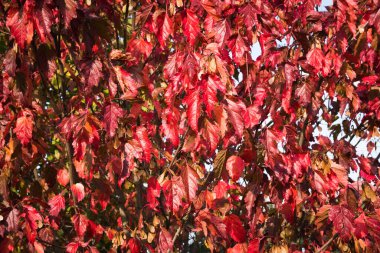 Kırmızı yapraklardan doğal arkaplan; partenocissus quinquefolia yaprağı