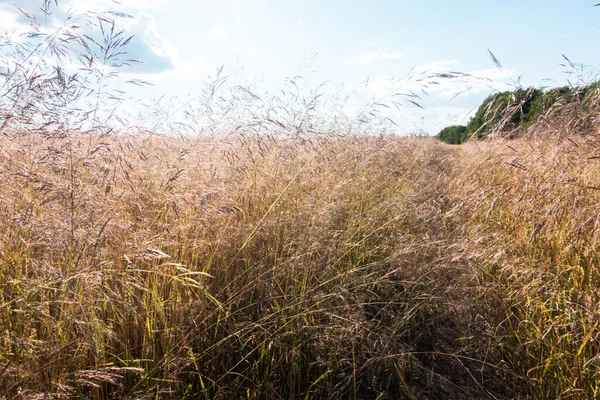 Trawy Polu Zbóż Giętych Zbliżeniu Częściowe Skupienie Się Poszczególnych Łodygach — Zdjęcie stockowe