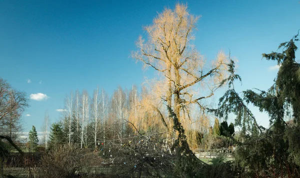 Ett Stort Pilträd Lantlig Trädgård Landskap Våren Solsken Blå Himmel — Stockfoto