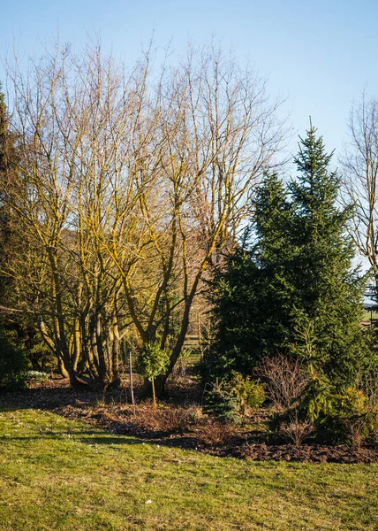 Baharda Süs Bahçesi Akçaağaç Yapraksız Akçaağaç Kozalaklı Ağaçlar Süslü Çalılar — Stok fotoğraf