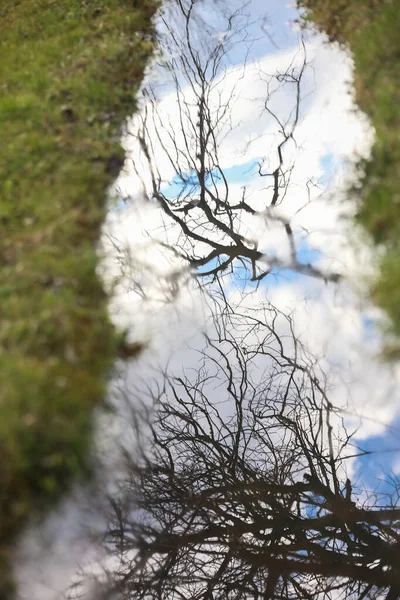 Abstract Image Reflection Tree Branches Water Ditch Selected Focus Background — Stockfoto