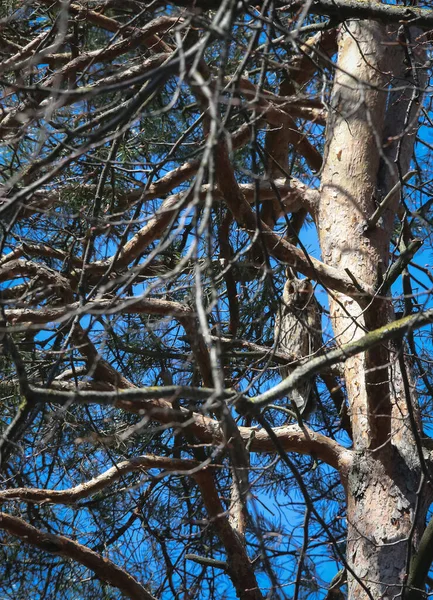 Kulaklı baykuş, mavi gökyüzünün arka planına karşı bir çam ağacı dalları çalılığında saklanır..