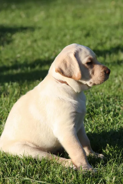 Küçük sarı bir Labrador Retriever köpeği çimlerde oturuyor ve izliyor..