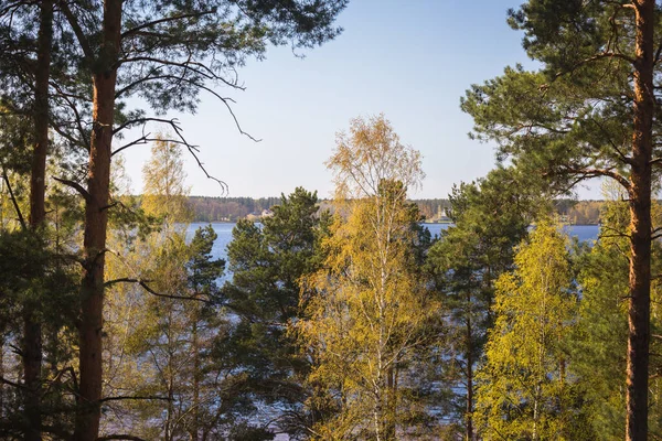 Tops Pine Birch Trees Blue Waters Lake Can Seen Background — Foto de Stock