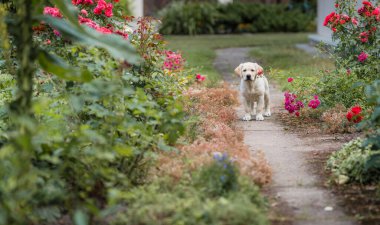 Sarı labrador av köpeği duruyor ve bize bakıyor. Yanında kırmızı güller açıyor.
