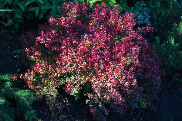 Barberry Concorde unbeatable dark burgundy color is especially outstanding in spring