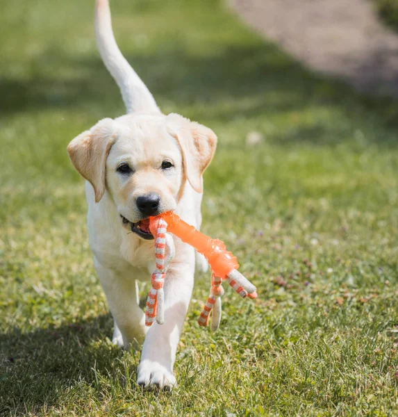 小さな黄色のラブラドールレトリバー子犬が近づいて来て 彼の歯におもちゃを保持しています — ストック写真