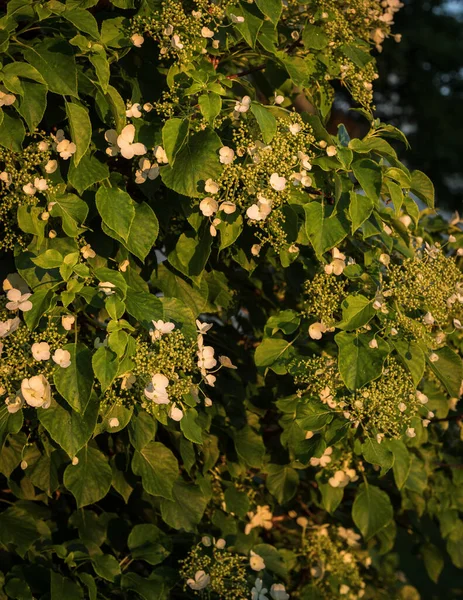 Natural Background Green Yellow Hydrangea Leaves Flowers Sunset Light Selected — Stock Photo, Image