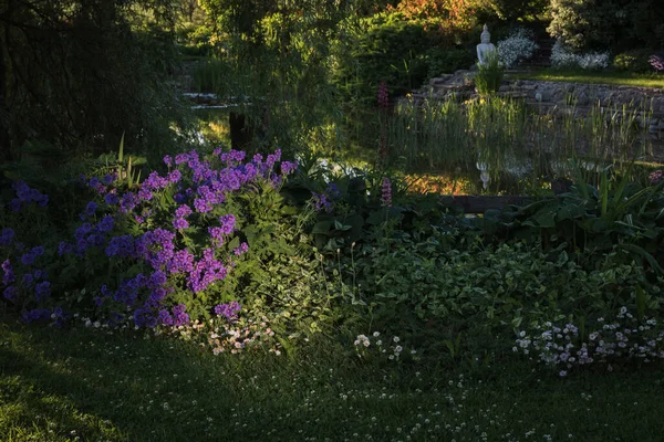 Fleurs Géranium Violet Illuminées Par Soleil Soir Dans Lit Sous — Photo