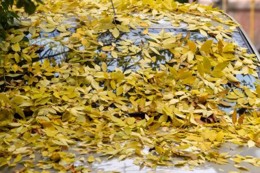 Arabanın ön camı sonbahar yapraklarıyla kaplı. Yüksek kalite fotoğraf